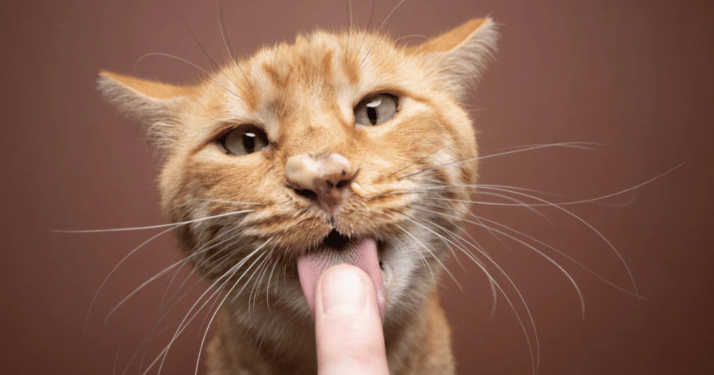 A ginger tabby with some food smeared on their nose licking a human's finger clean.