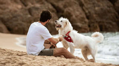 Man sitting on a sandy beach bonding with his happy white dog in a red harness — outdoor stress relief and natural calming for pets.