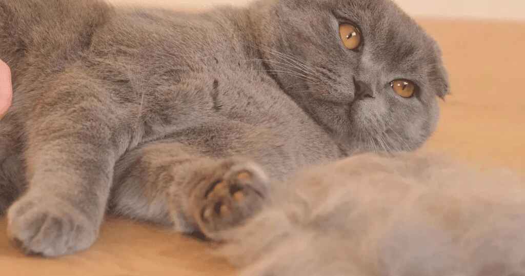 A Scottish Fold cat laying on their side on a wooden floor next to a pile of shed fur.