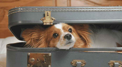A Cavalier King Charles Spaniel dog peeking out from inside a slightly ajar suitcase on a bed.