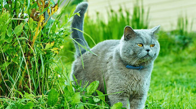 Grey British Shorthair cat outdoors in grass, observing feline urinary health and behavior in a natural setting.