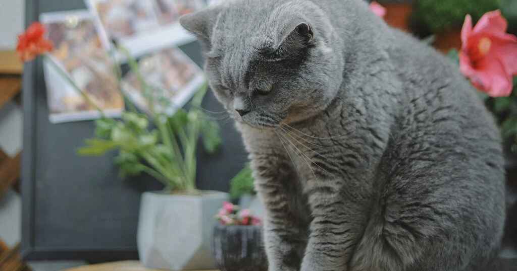 Unlock the secrets to fighting pet obesity with our comprehensive guide. Learn essential tips for a healthy diet, fun exercise routines, and the importance of regular vet visits to ensure your furry friend leads a long, vibrant life!