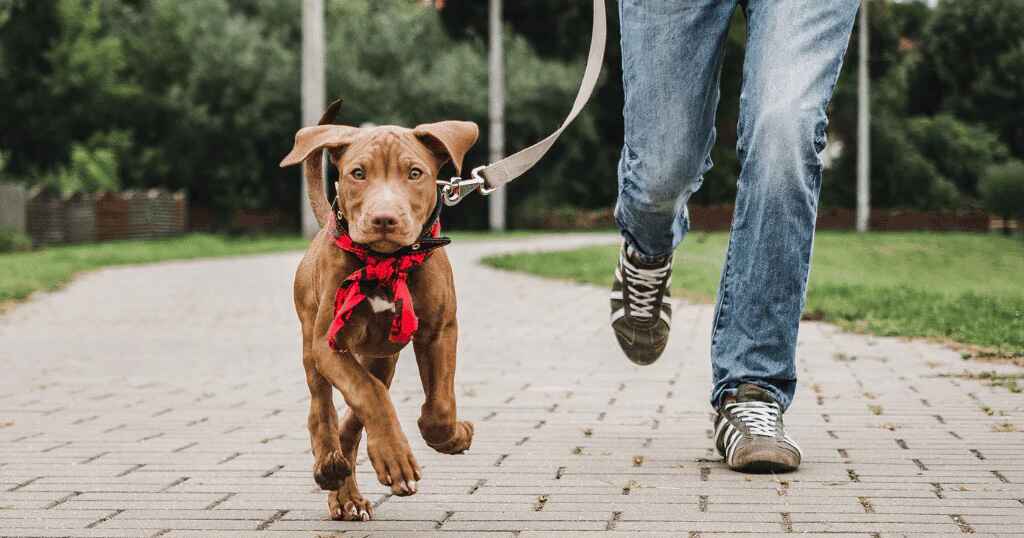 Unlocking Your Pet's Potential: The Ultimate Guide to Early Age Training and Wellness