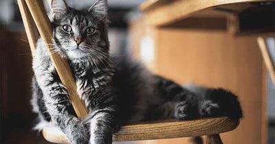 A serene tabby cat with a striking striped grey coat and vivid green eyes sits elegantly on a wooden chair, exuding calm and poise in a warmly lit home setting