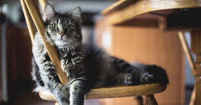 A serene tabby cat with a striking striped grey coat and vivid green eyes sits elegantly on a wooden chair, exuding calm and poise in a warmly lit home setting.