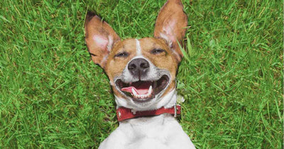 A happy-looking Jack Russell Terrier dog laying on its back in the grass with an open, apparently smiling mouth.