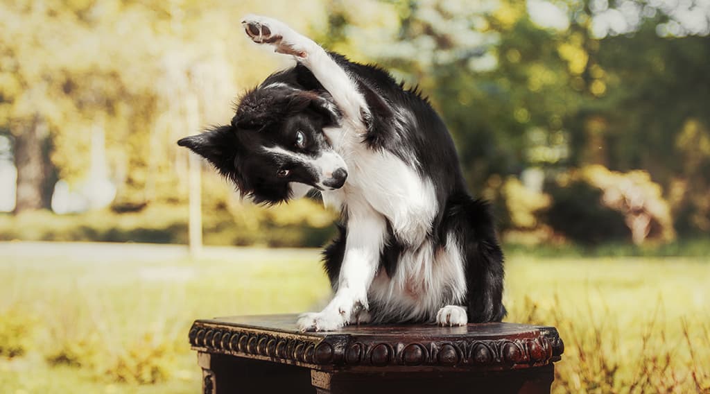 A black-and-white Border Collie stretches with one front paw raised while standing on a small wooden table outdoors, with a sunny park background.