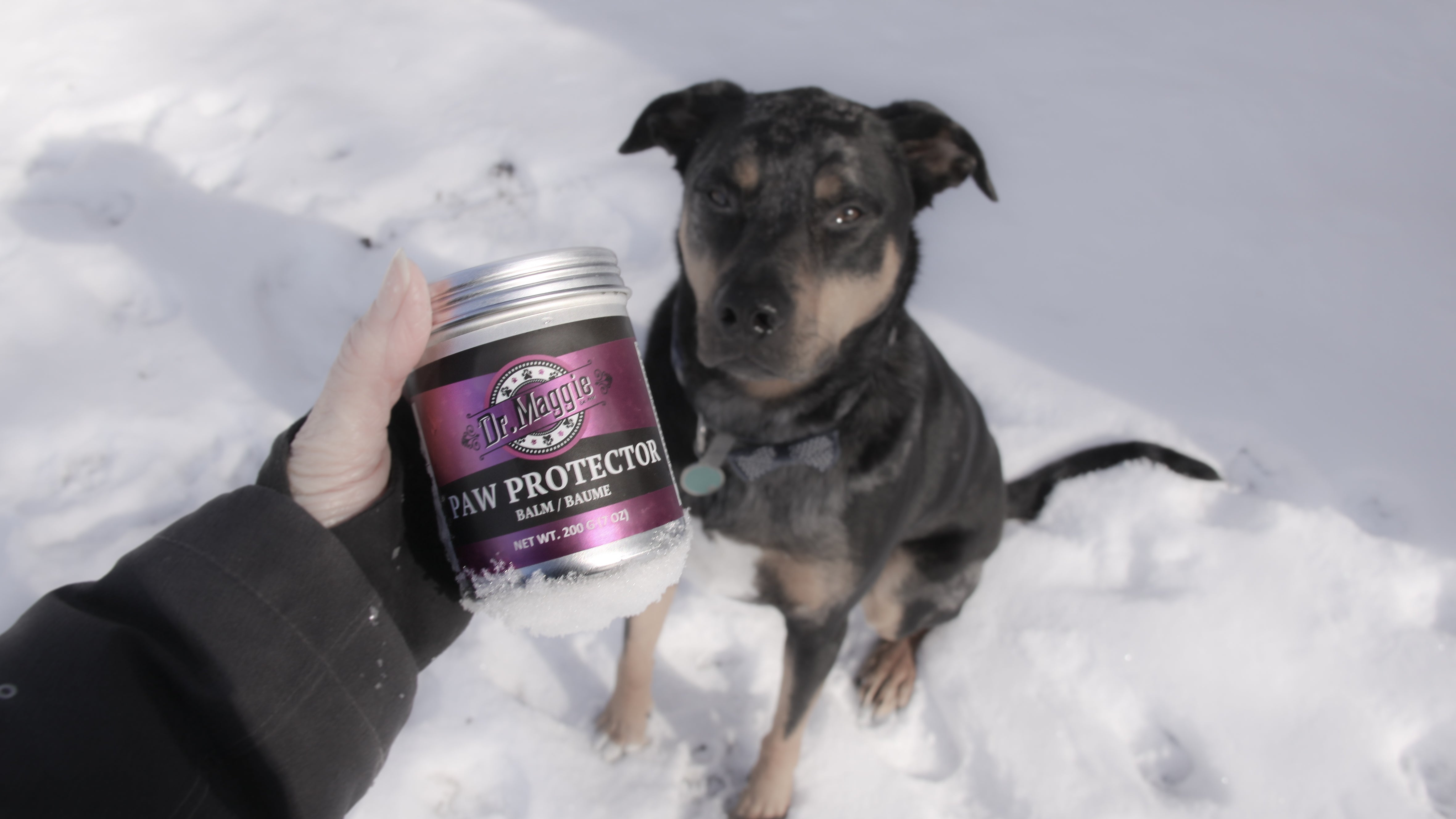 ultimate guide to winter-proofing your pet using two natural cold-weather essentials: Dr. Maggie Paw Protector and Dr. Maggie Skin Care Ointment.