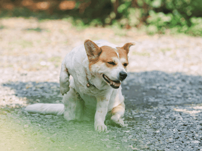 A dog scratching its neck while sitting on a gravel path, displaying signs of itchy skin that may need attention and care