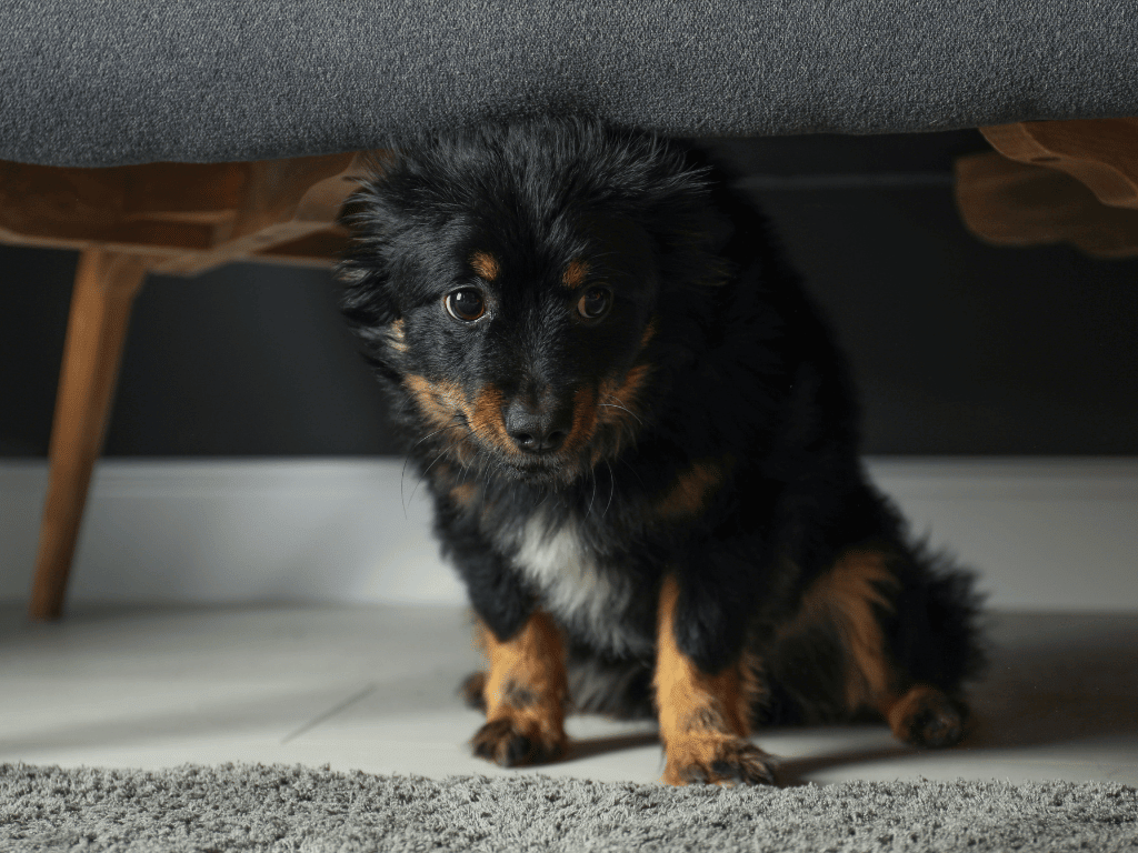 A small dog with a black and tan coat appears anxious, tucked under a grey couch on a grey carpet, embodying signs of stress as it gazes out with a wary expression