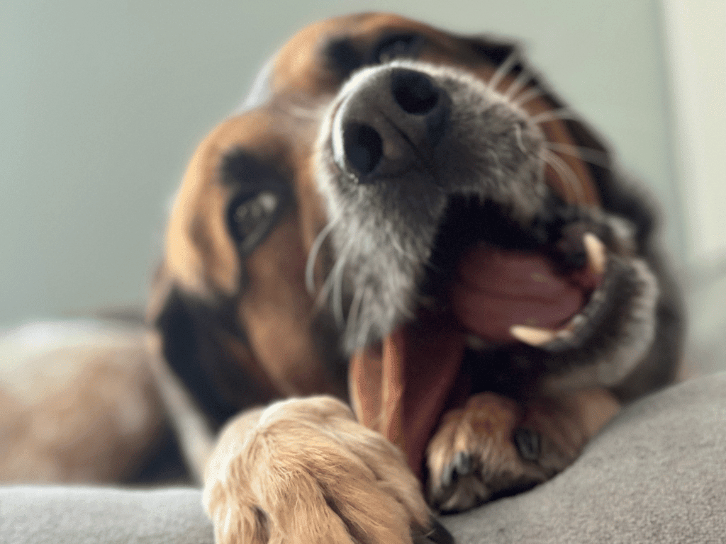 The Ultimate Guide to Natural Pet Dental Care: Clean Teeth, Safely