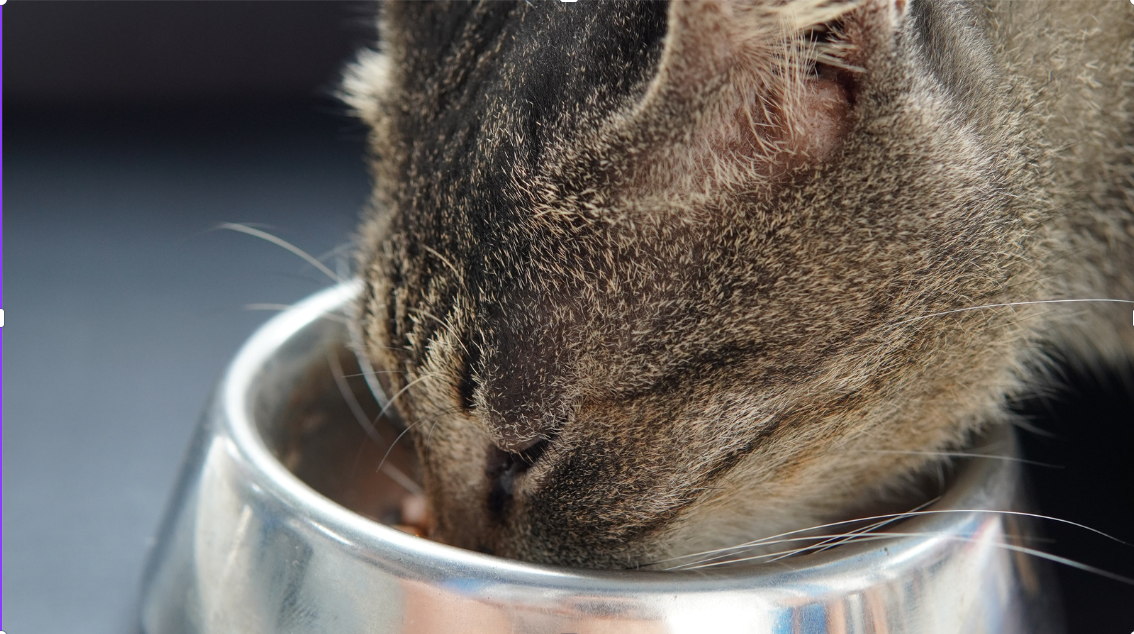 Picky Pets - Stress-free Tips for Administration