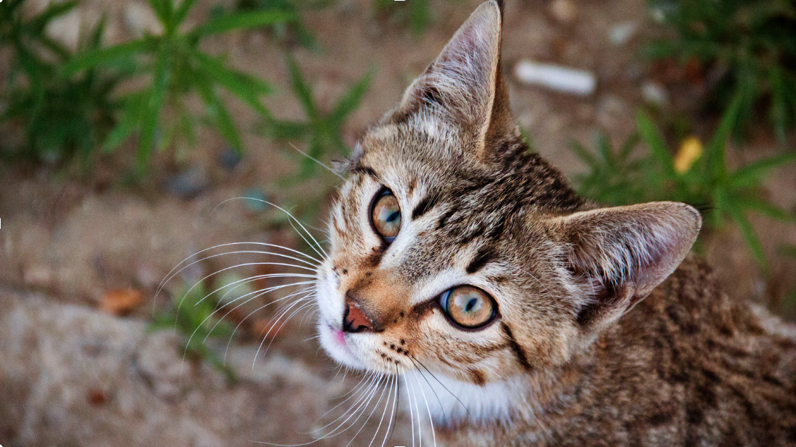 Alcohol Concerns - Understanding Tinctures for Pets