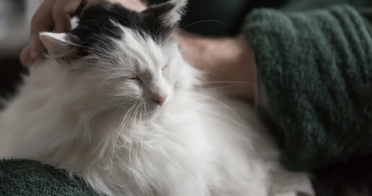 Purrs, Paws, and Pure Hydration: The Ultimate Guide to Feline Well-Being and Senior Cat Care