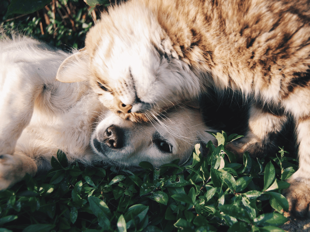 A Heartwarming Snapshot of a Cat and Dog Sharing a Snuggle on the Grass