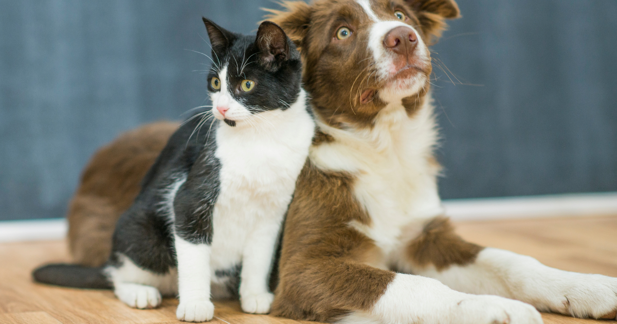 How to Know Your Pet Is in Pain (and What You Can Do About It)