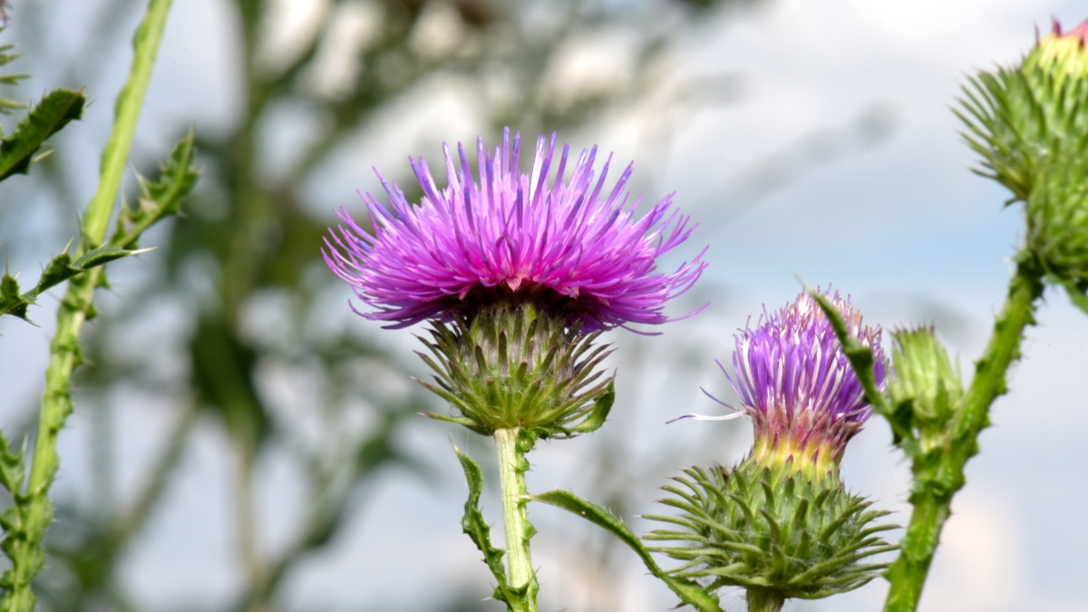 The Health Benefits of Milk Thistle for Dogs and Cats: Natural Liver & Detox Support