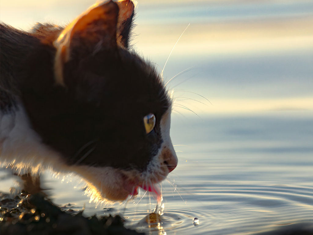 Quenching Curiosity: Unlocking the Secrets to Your Cat's Health and Hydration