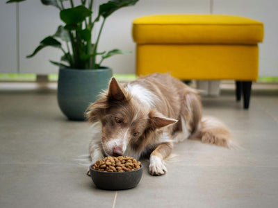 Dog examining a full bowl of kibble as a hand places it down on a wooden surface