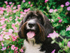 Sneeze Patrol: Decoding Your Dog's Achoos and Sniffles