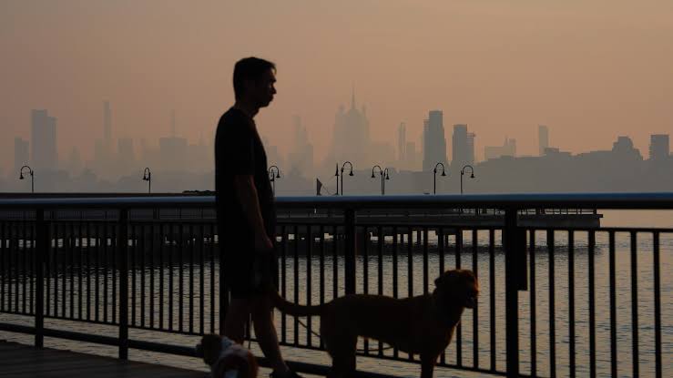 Clearing the Air: How to Protect Your Pets from Wildfire Smoke