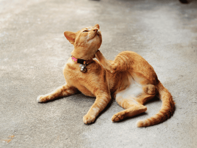 A ginger cat scratching its neck, a common sign of skin irritation that may lead to hair loss, highlights the need for natural remedies for feline coat health