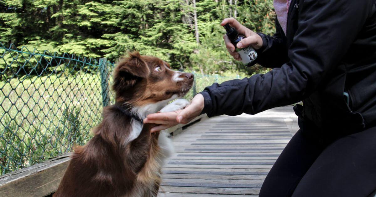Learn how to treat your pet's hot spots naturally with our informative article at Nature Pet Store. Discover effective remedies and natural solutions!