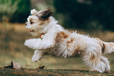 Harnessing Herbal Power: New Trends in Natural Wound Healing