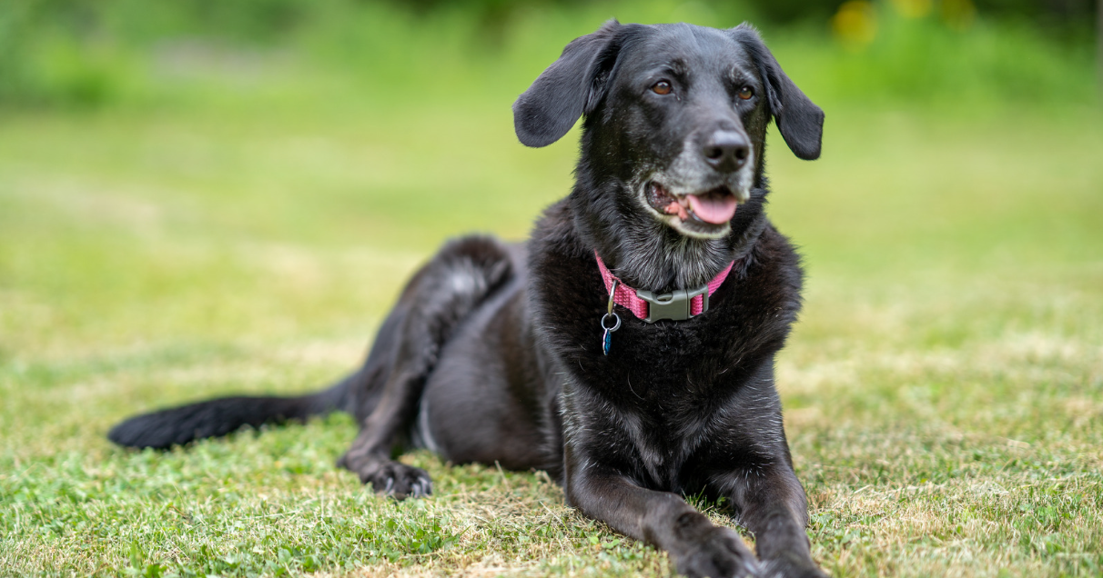 Nurturing Your Dog’s Golden Years: A Guide to Natural Senior Care