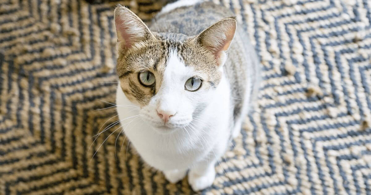 Discover the connection between a cat's hair loss and stress in our informative article. Learn about the causes and solutions to help your cat's hair loss.