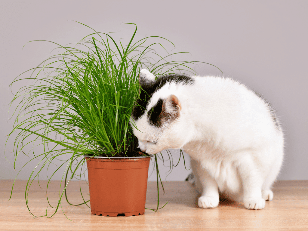 How NaturPet Hairball Care Can Help Your Furry Friend