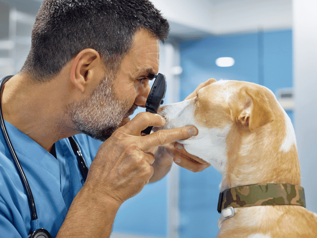 How Vision Supplements Can Benefit Your Pet's Eye Health