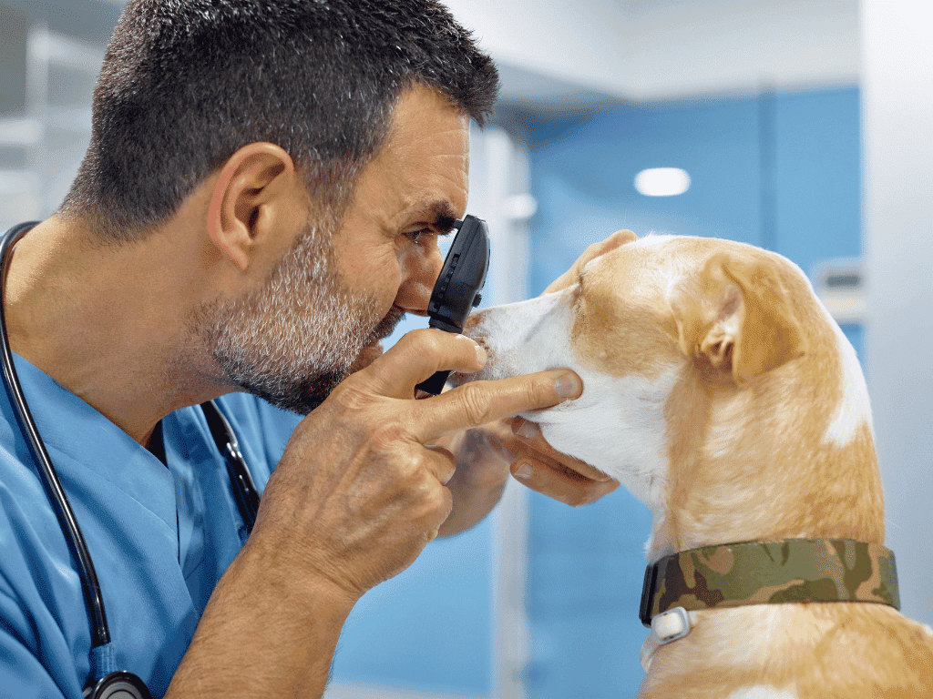 Learn about enhancing your pet's eye health with vision supplements for dogs and cats. Explore natural remedies for lifelong optimal vision.
