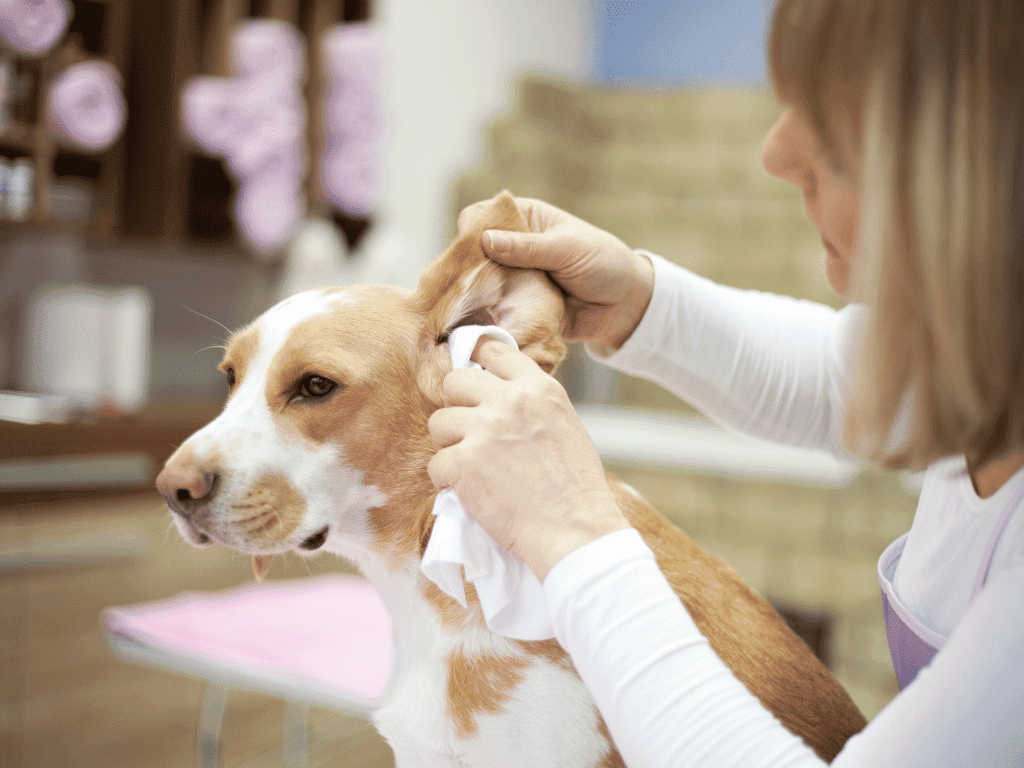 No one likes stinky dog ears, and it could be a sign of trouble. Find out which essential oils can clear up stinky ears in a flash and keep them healthy! 