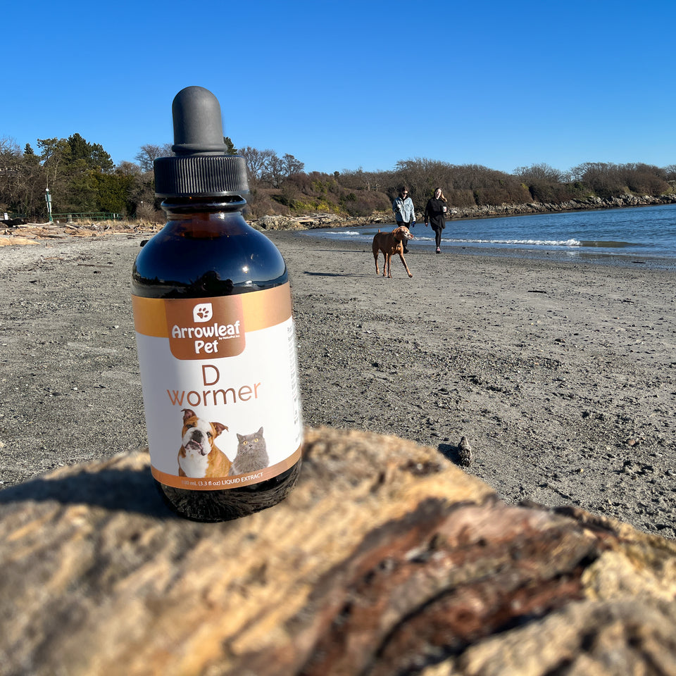 Natural Veterinary Trends: A modern holistic pet care setting highlighting organic digestive health solutions for dogs and cats.