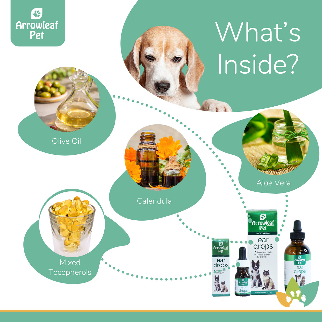Arrowleaf Pet Ear Drops ingredients infographic with a Beagle and labeled natural ingredients including olive oil, calendula, aloe vera, and mixed tocopherols.