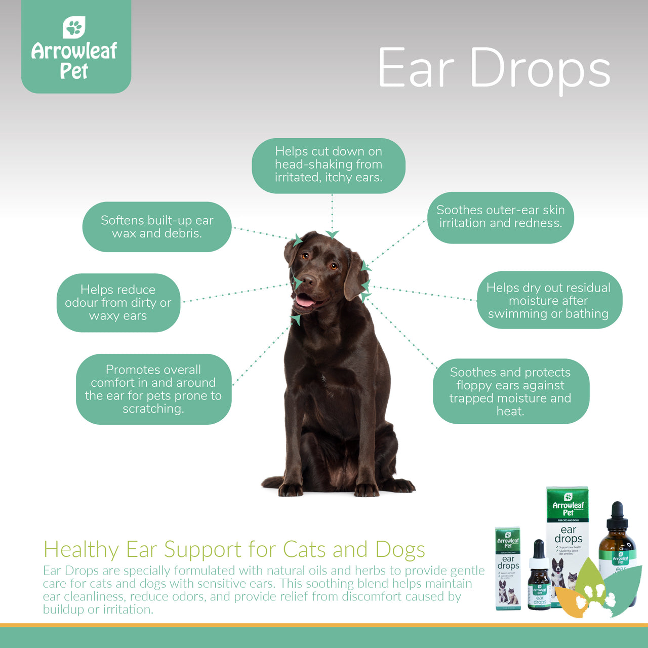 Arrowleaf Pet Ear Drops infographic featuring a chocolate Labrador with labeled benefits including wax softening, odour reduction, skin soothing, moisture drying, and protection for floppy ears.