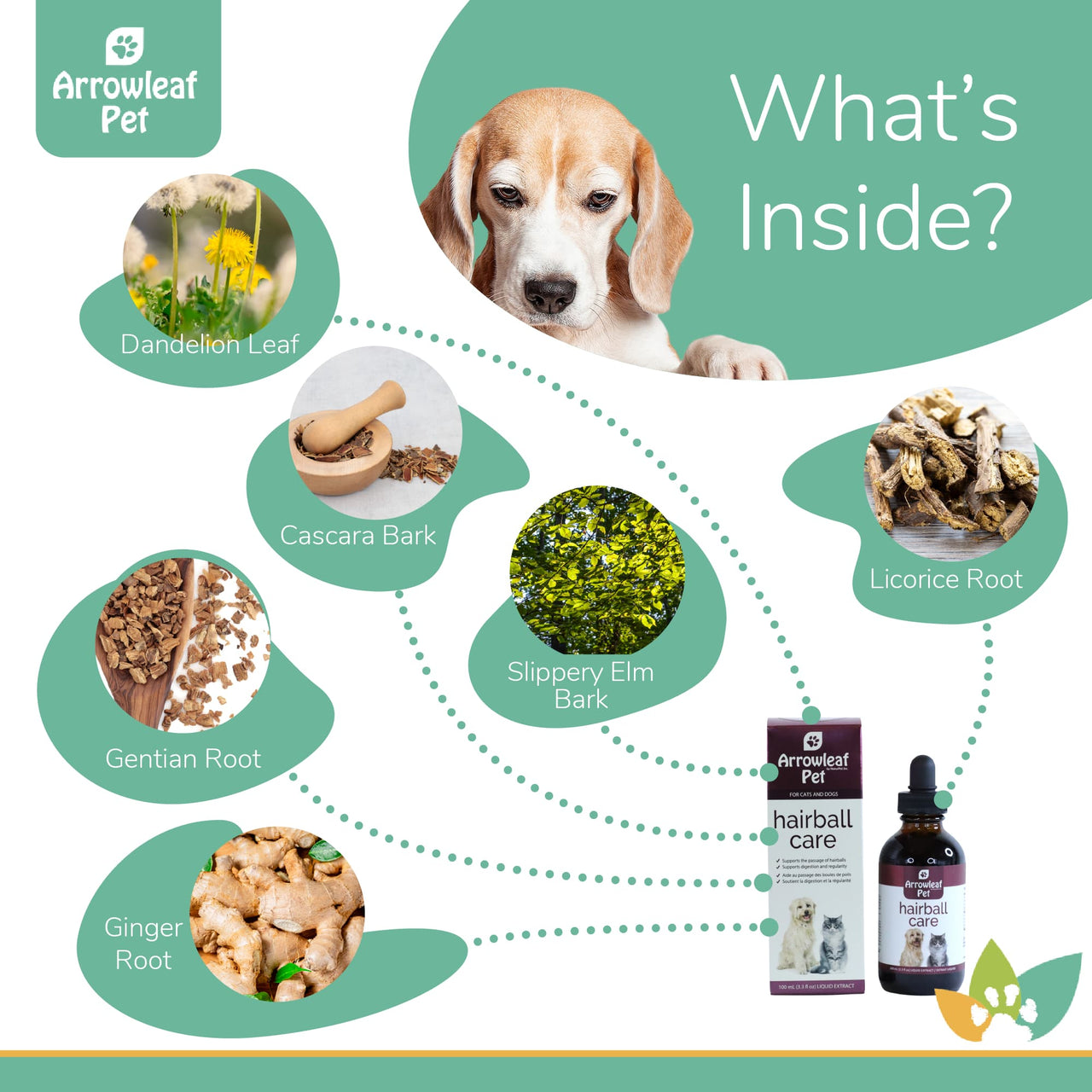 Arrowleaf Pet Urinary Care ingredients infographic with a Beagle and labeled natural ingredients including dandelion leaf and root, echinacea, couch grass root, wild carrot, horsetail, marshmallow root, ginger root, corn silk, and boswellia powder.