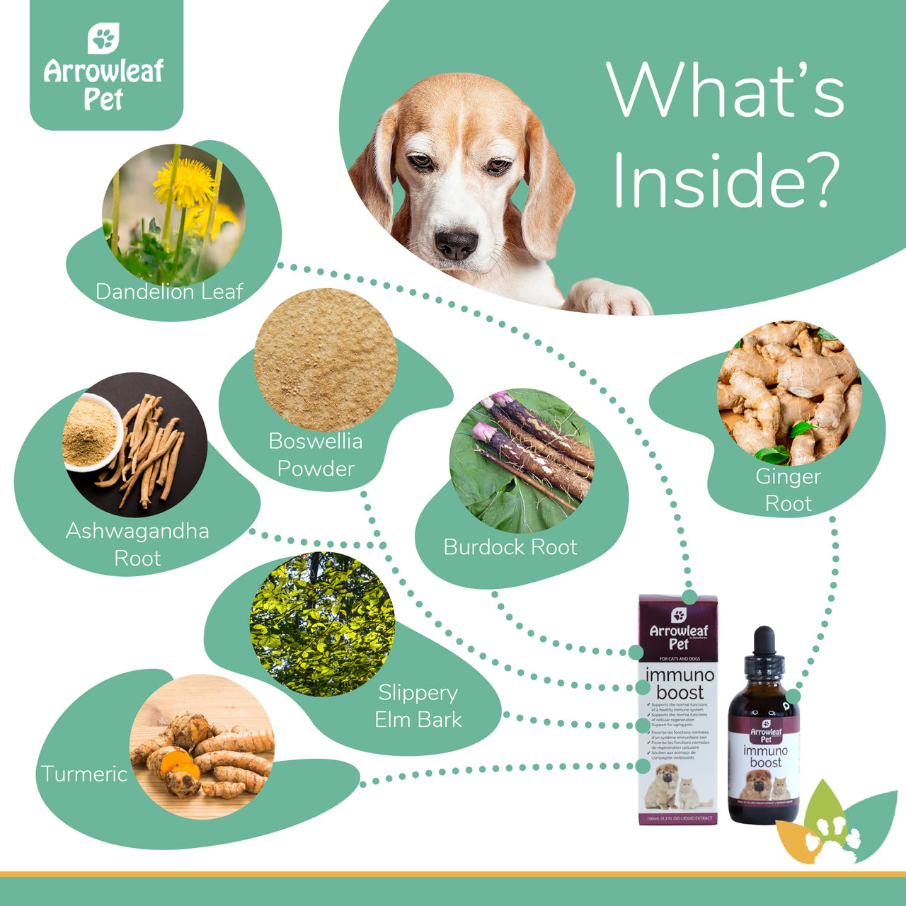Arrowleaf Pet Immuno Boost ingredients infographic with a Beagle and labeled natural ingredients including turmeric, dandelion, ashwagandha, burdock, ginger, boswellia, and slippery elm.