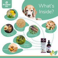 Arrowleaf Pet Immuno Boost ingredients infographic with a Beagle and labeled natural ingredients including turmeric, dandelion, ashwagandha, burdock, ginger, boswellia, and slippery elm.