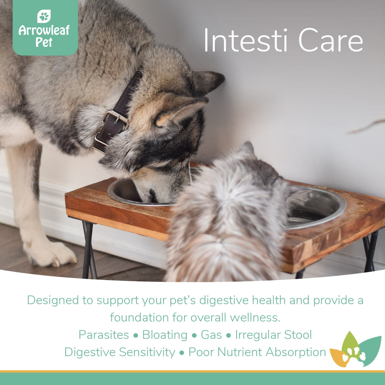 Arrowleaf Pet Intesti Care promotional image featuring a Husky and a cat eating from raised bowls, highlighting digestive health support for issues such as parasites, bloating, gas, irregular stool, and poor nutrient absorption.