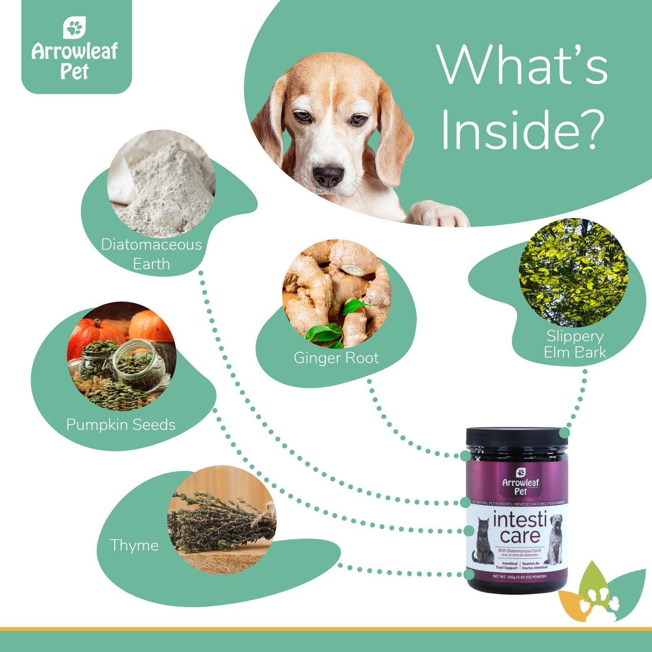 Arrowleaf Pet Intesti Care ingredients infographic with a Beagle and labeled natural ingredients including diatomaceous earth, pumpkin seed, ginger root, slippery elm bark, and thyme.