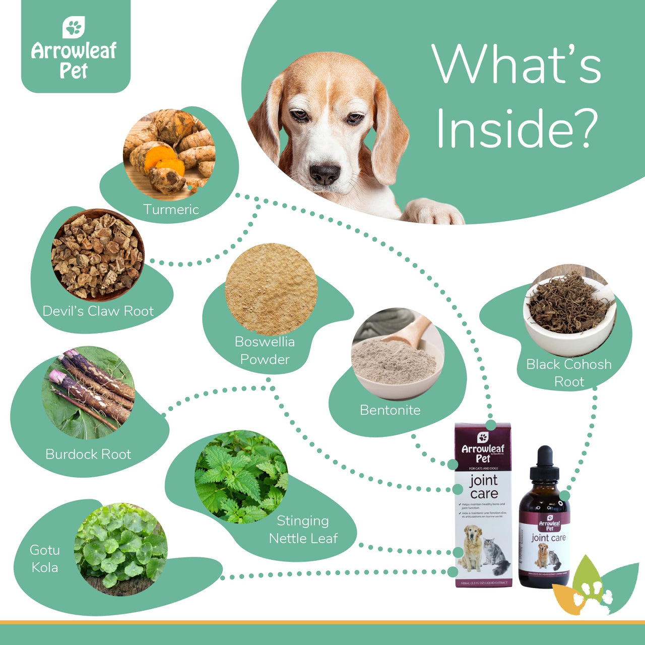 Arrowleaf Pet Joint Care ingredients infographic with a Beagle and labeled natural ingredients including turmeric, devil’s claw root, boswellia powder, black cohosh root, burdock root, bentonite, stinging nettle leaf, and gotu kola.