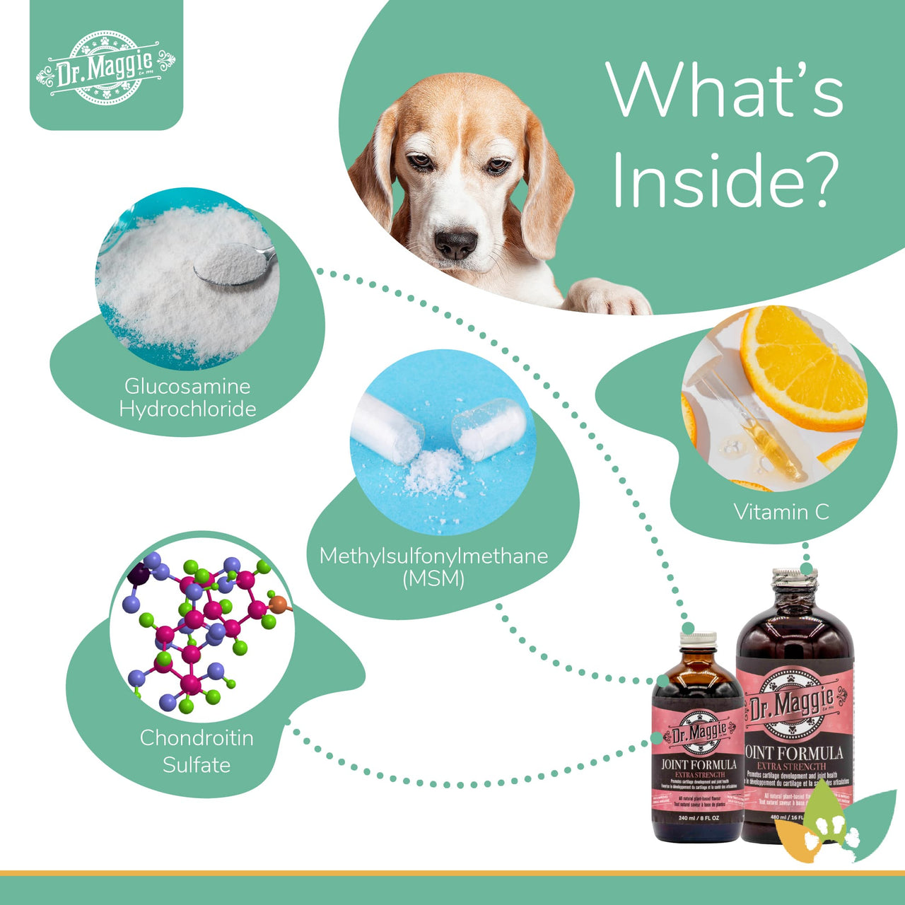Dr. Maggie Joint Formula ingredients infographic with a Beagle and labeled ingredients including glucosamine hydrochloride, methylsulfonylmethane (MSM), chondroitin sulfate, and vitamin C.