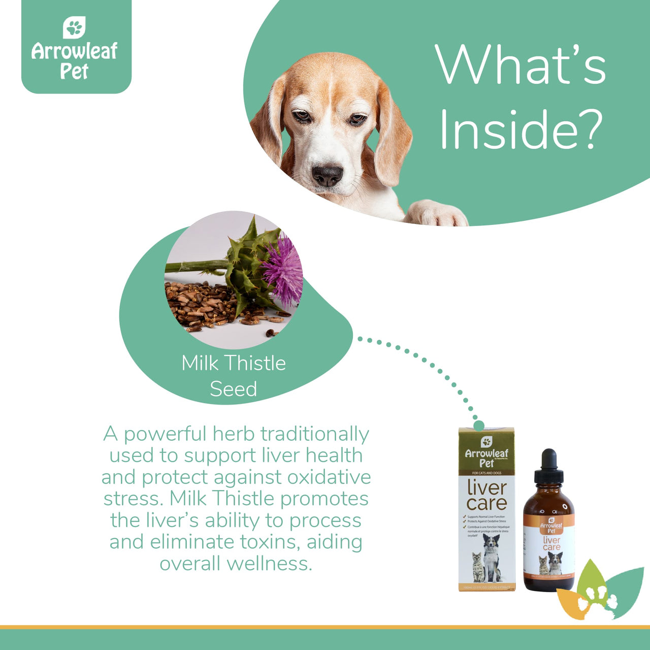 Arrowleaf Pet Liver Care ingredients infographic with a Beagle featuring milk thistle seed, highlighting its liver-supporting and detoxification benefits.