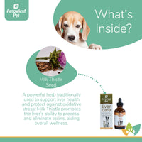 Arrowleaf Pet Liver Care ingredients infographic with a Beagle featuring milk thistle seed, highlighting its liver-supporting and detoxification benefits.