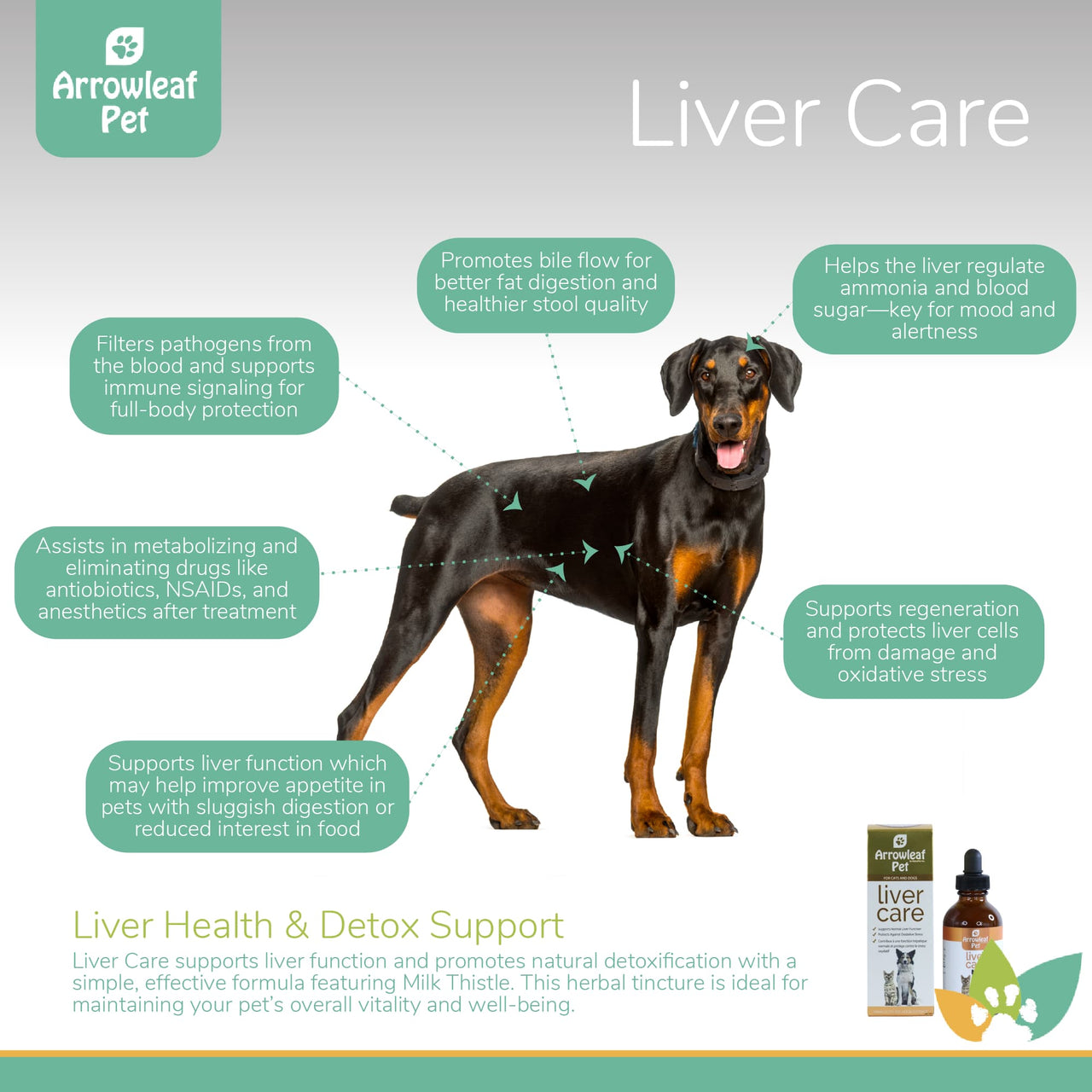 Arrowleaf Pet Liver Care infographic featuring a Doberman with labeled benefits including detox support, bile flow, appetite improvement, antioxidant protection, and drug metabolism.