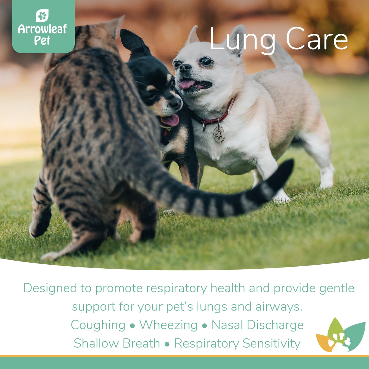 Arrowleaf Pet Lung Care hero graphic featuring two Chihuahuas and a tabby cat playing together, with text highlighting respiratory health support for coughing, wheezing, nasal discharge, shallow breath, and sensitivity.