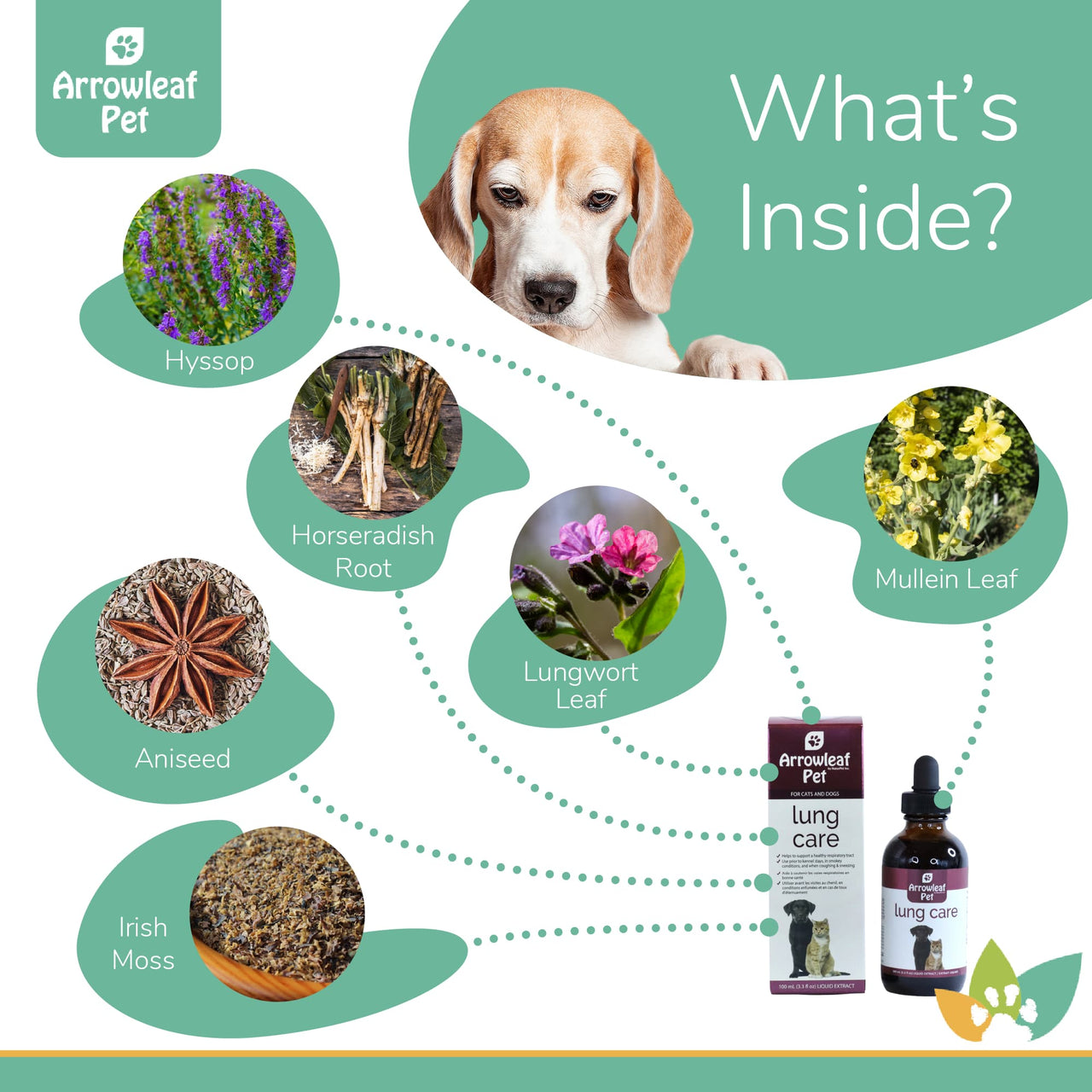 Arrowleaf Pet Lung Care ingredients infographic with a Beagle and labeled natural ingredients including hyssop, horseradish root, lungwort leaf, mullein leaf, aniseed, and Irish moss.