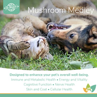 Dr. Maggie Mushroom Medley promotional image featuring a tabby cat and a large mixed-breed dog playing together on grass, highlighting support for immune and metabolic health, energy and vitality, cognitive function, nerve health, skin and coat, and cellular health.